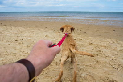 4 Great Ways To Stop Your Dog From Pulling On Their Leash - Team K9