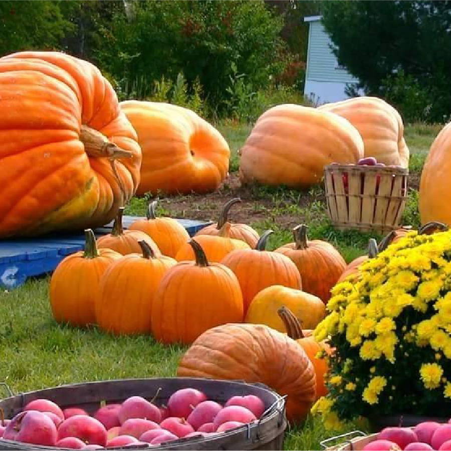 a group of pumpkins, apples and flowers