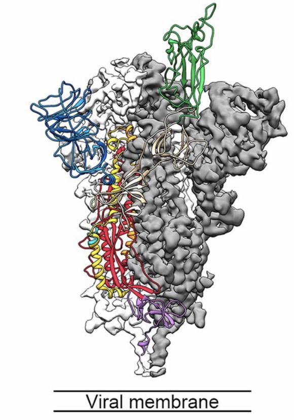 Atomic-level structure of the SARS-CoV-2 spike glycoprotein. The receptor binding domain is shown in green.