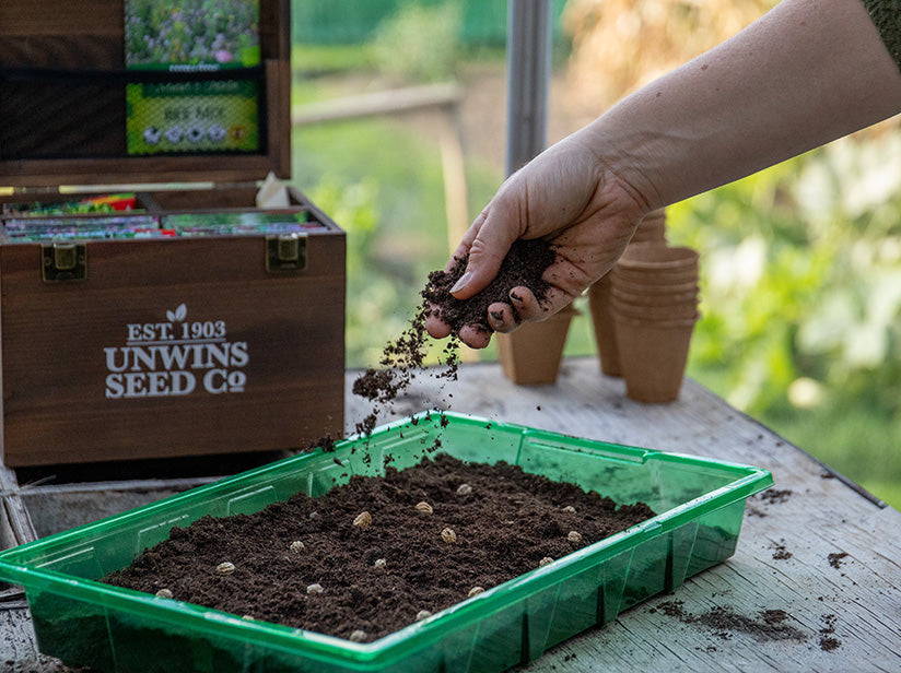 sowing seeds in tray