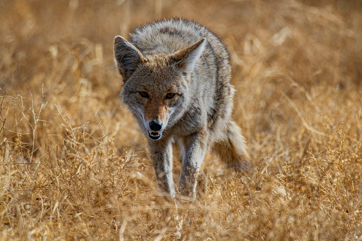 A coyote walking through dried grass towards the viewer