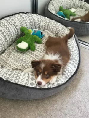Puppy Toilet Training - PetO