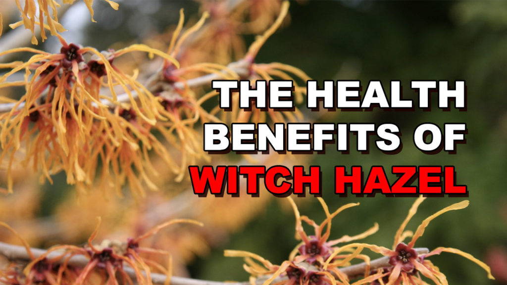 the-5-main-benefits-of-witch-hazel