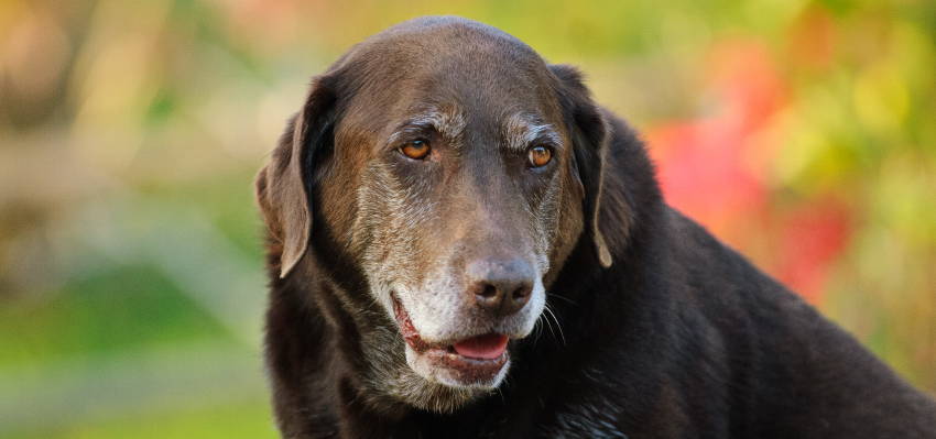 Image of an elderly dog ​​sitting on the grass in a serene environment.