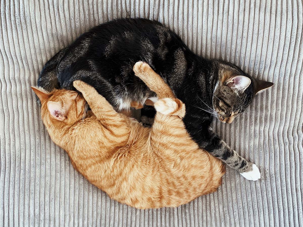 Zwei Katzen schlafen zusammen