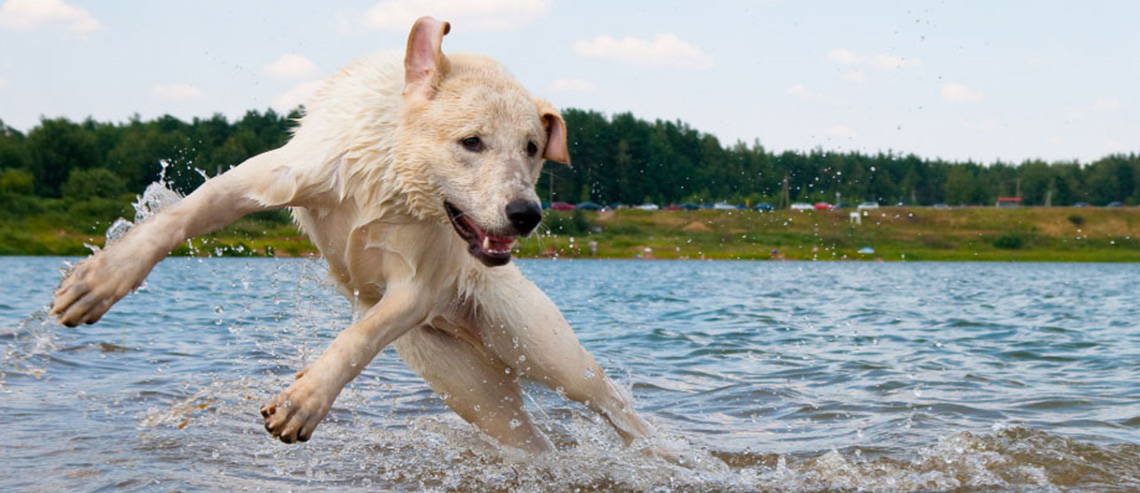 A dog playing in the water