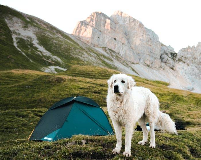 Dog Friendly Camping Victoria