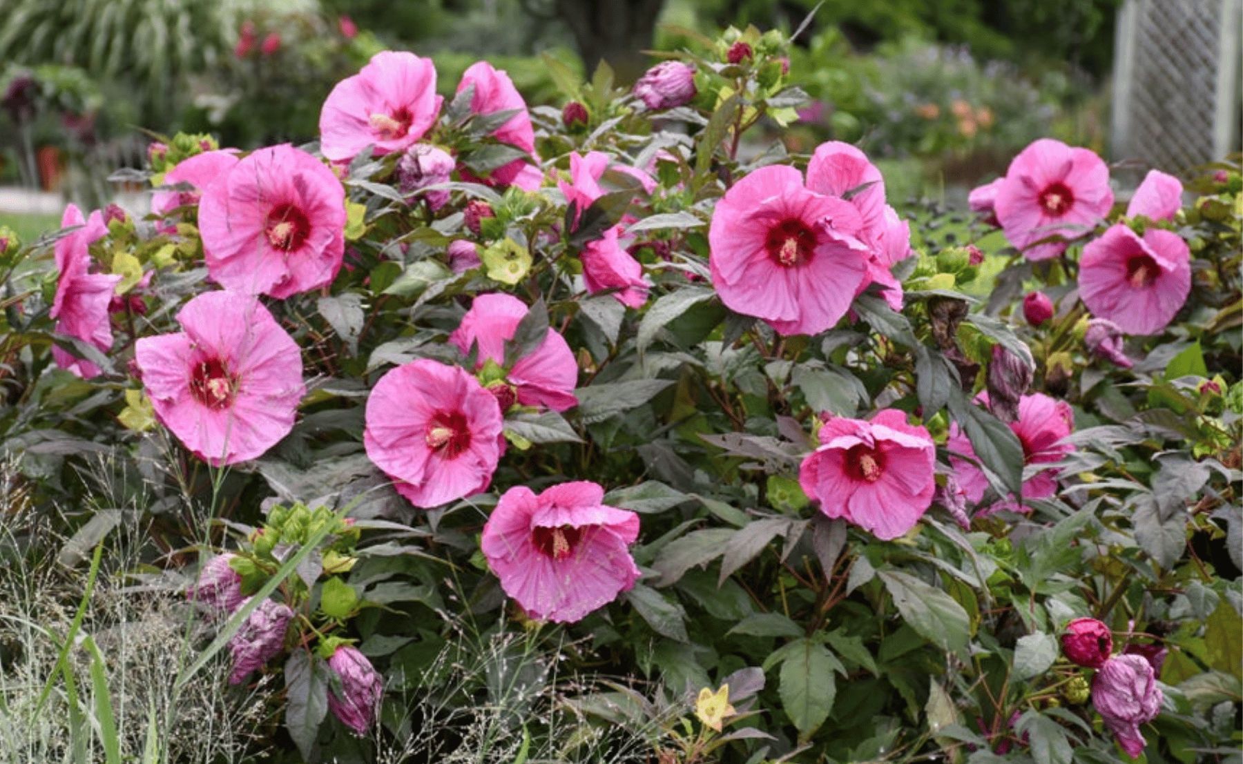 Photo of Summerific® 'Berry Awesome' Rose Mallow