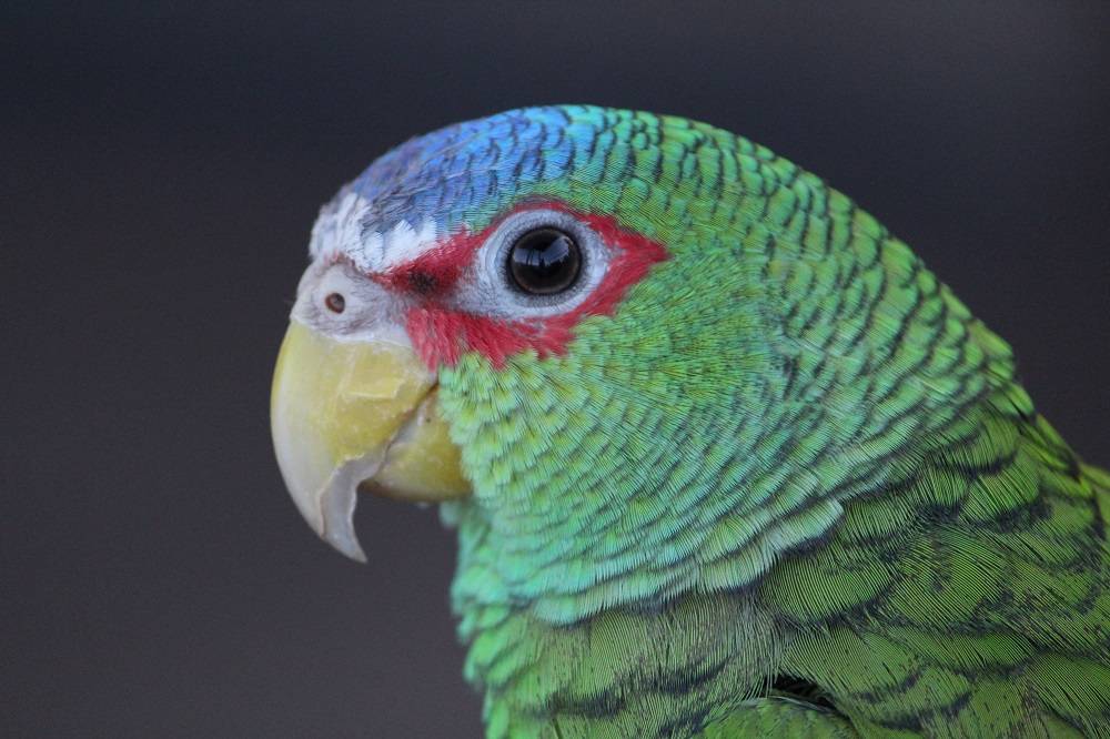 White fronted Amazon (Amazona albifrons), a popular pet parrot species.