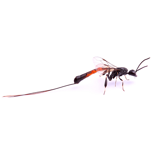 A braconid wasp