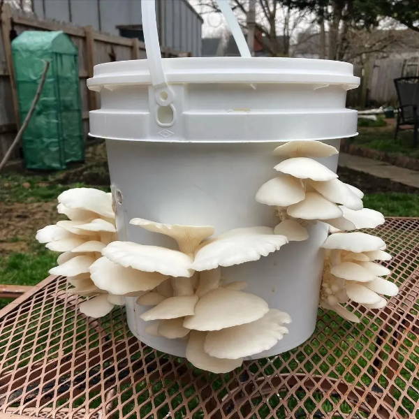 Best Mushroom Growing Containers