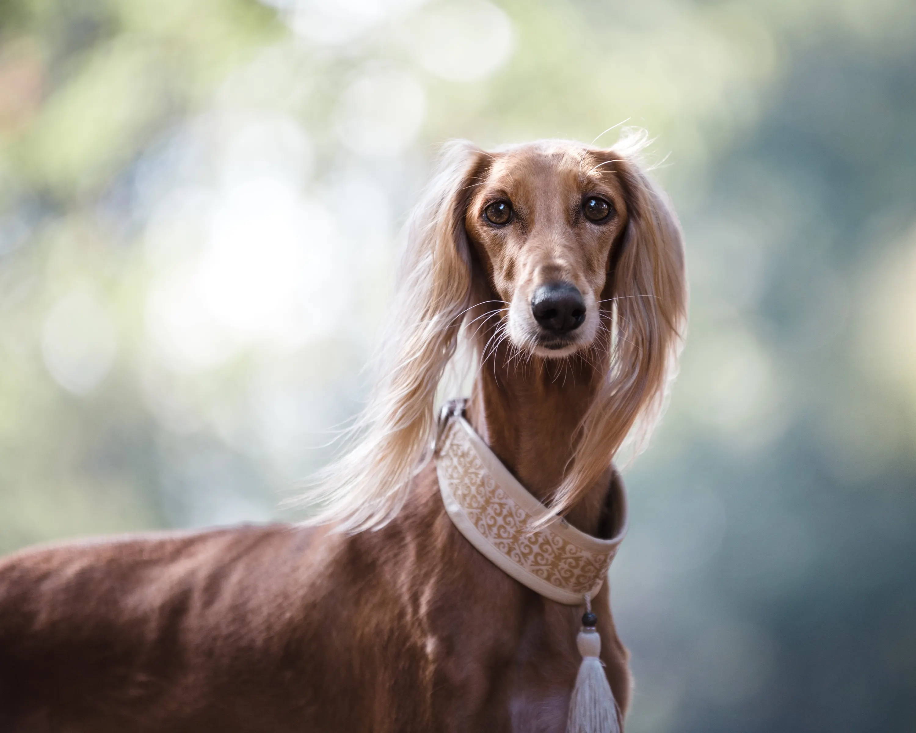 12 Large Dog Breeds That Don T Shed