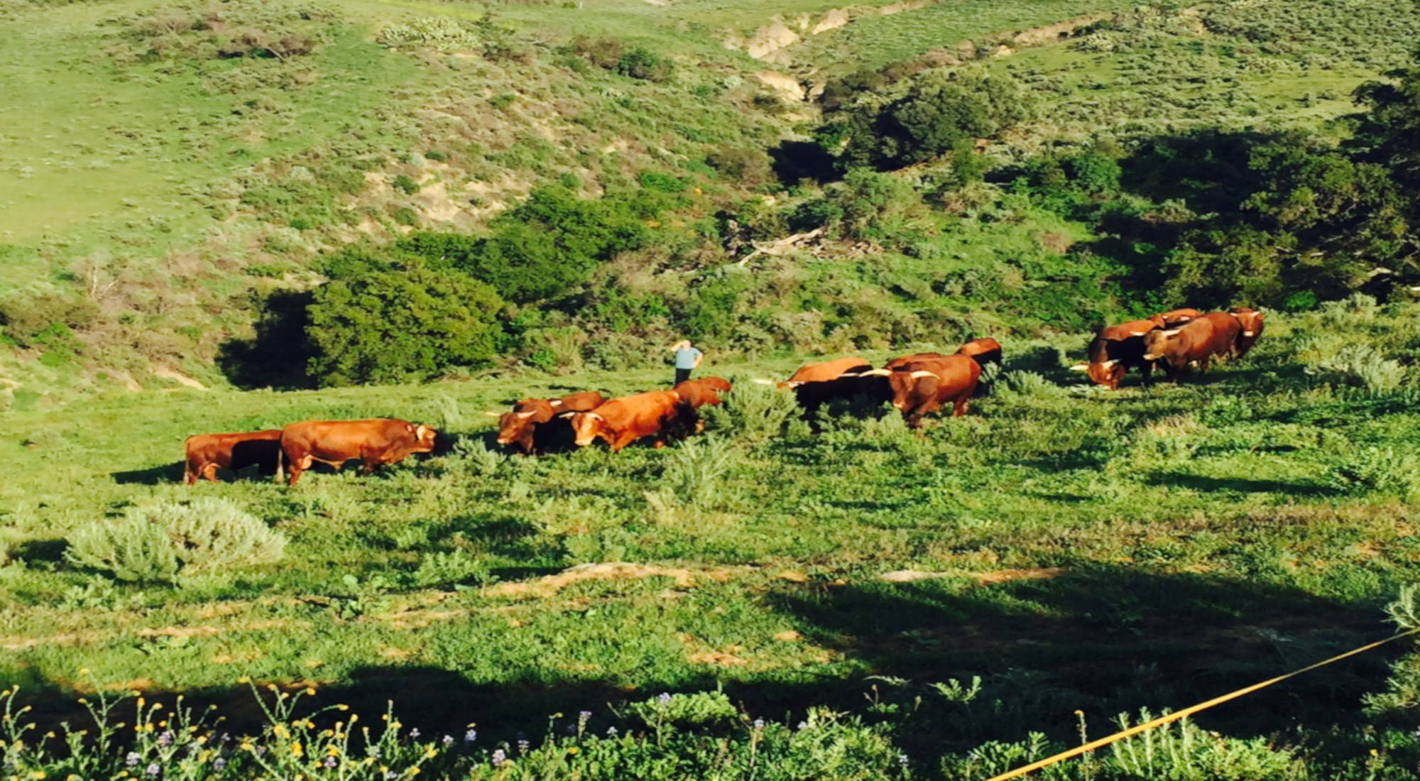 Brown Barzona cattle walking on a green pasture