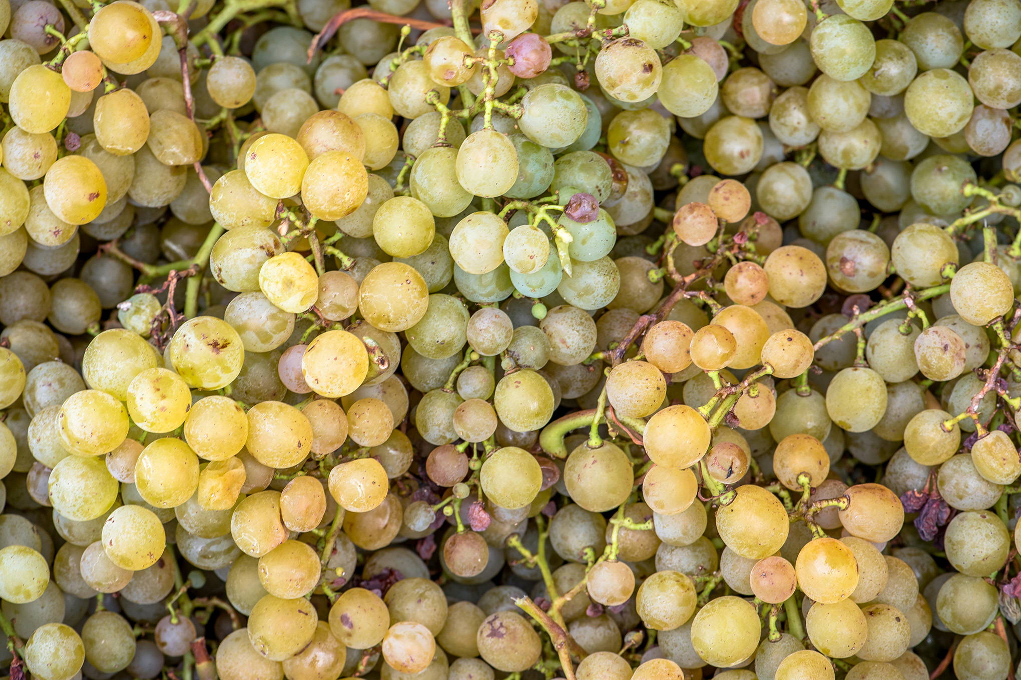 フランス原産の白ブドウ品種、セミヨン。高い熟成ポテンシャルの重要品種