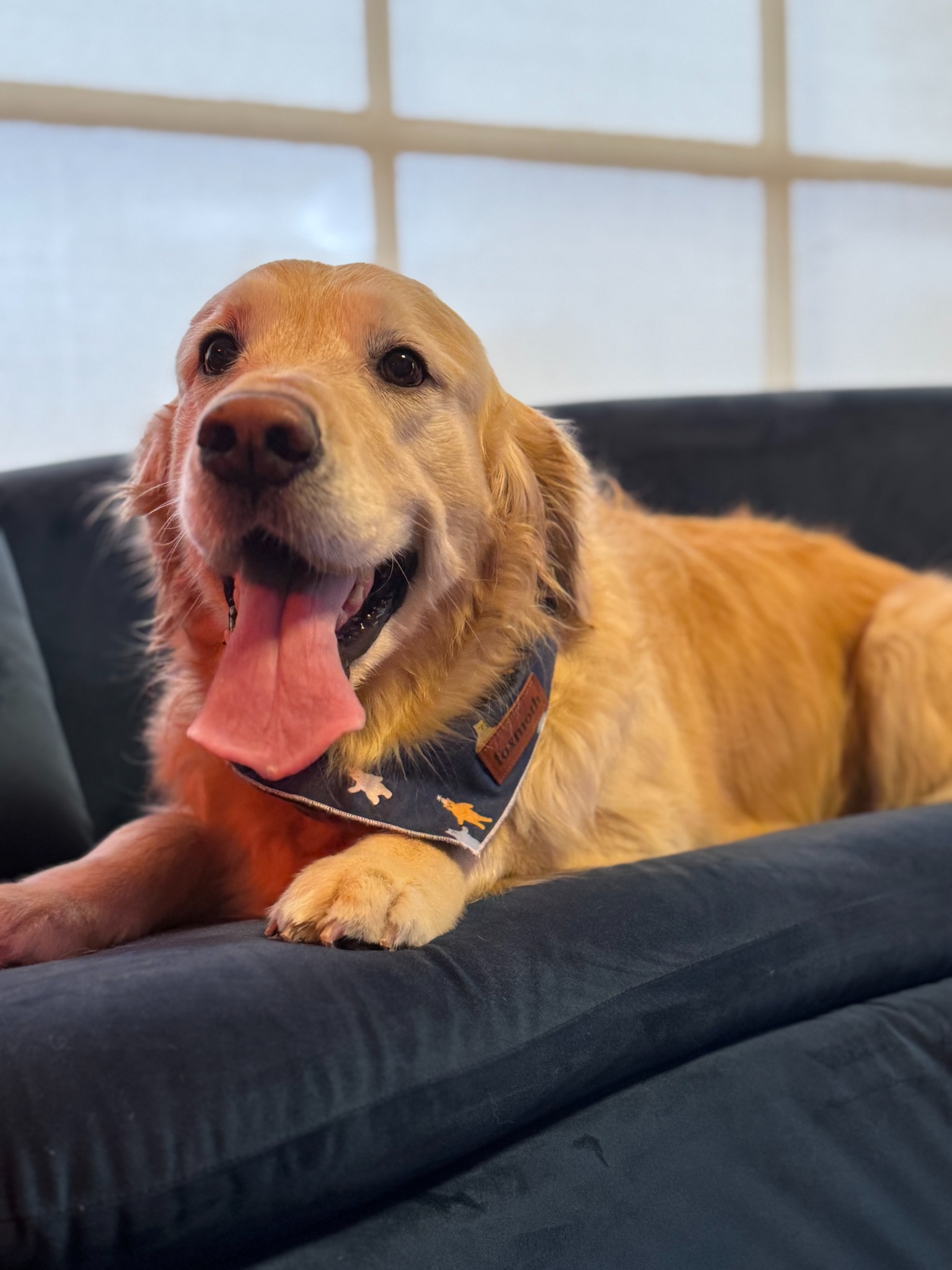 Golden retriever relaxing on the blue salon couch