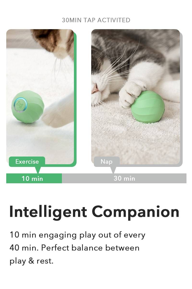 Intelligent Companion