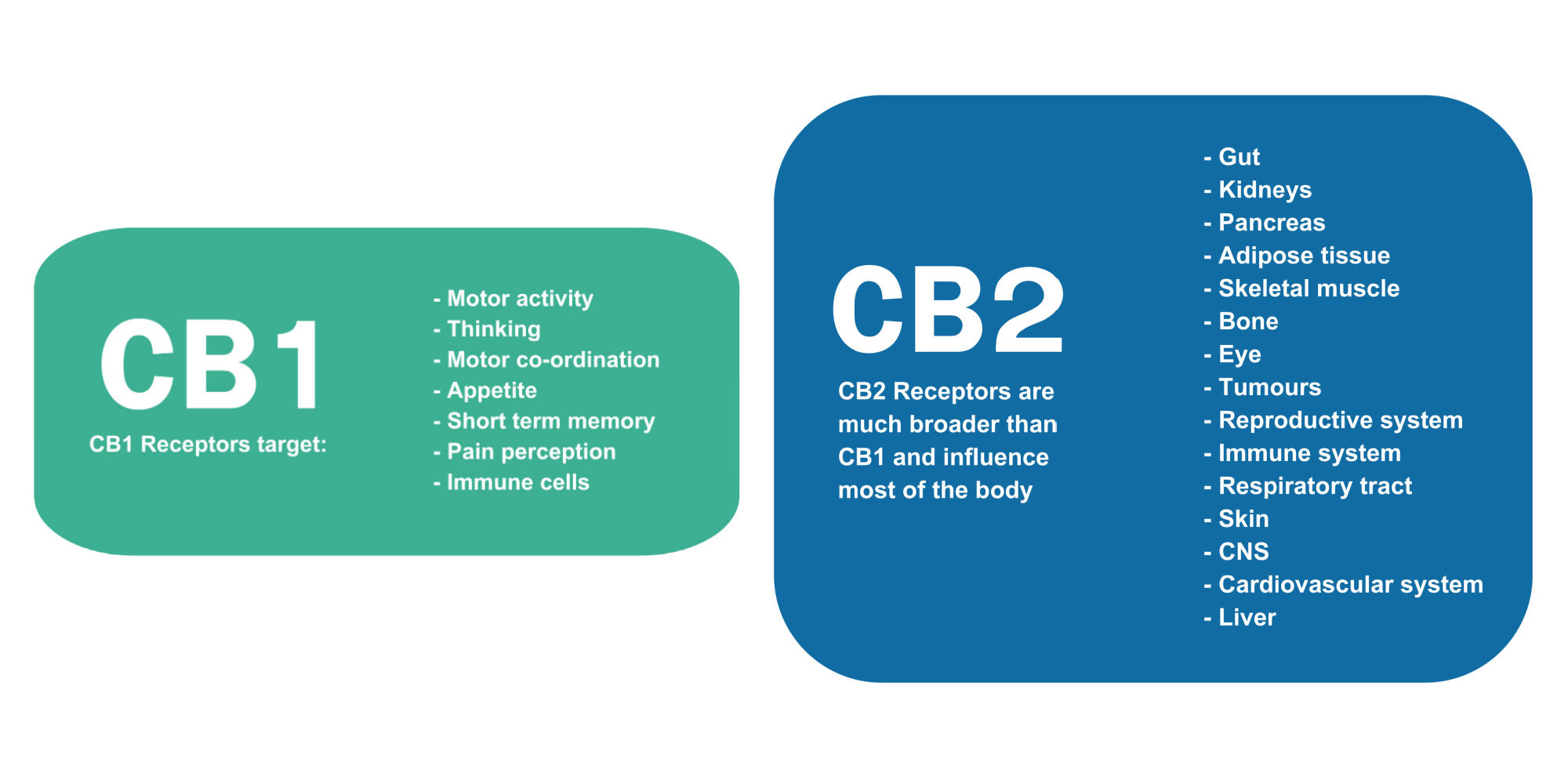 CB2 receptors are much broader than the CB1 receptors and influence most of the body..