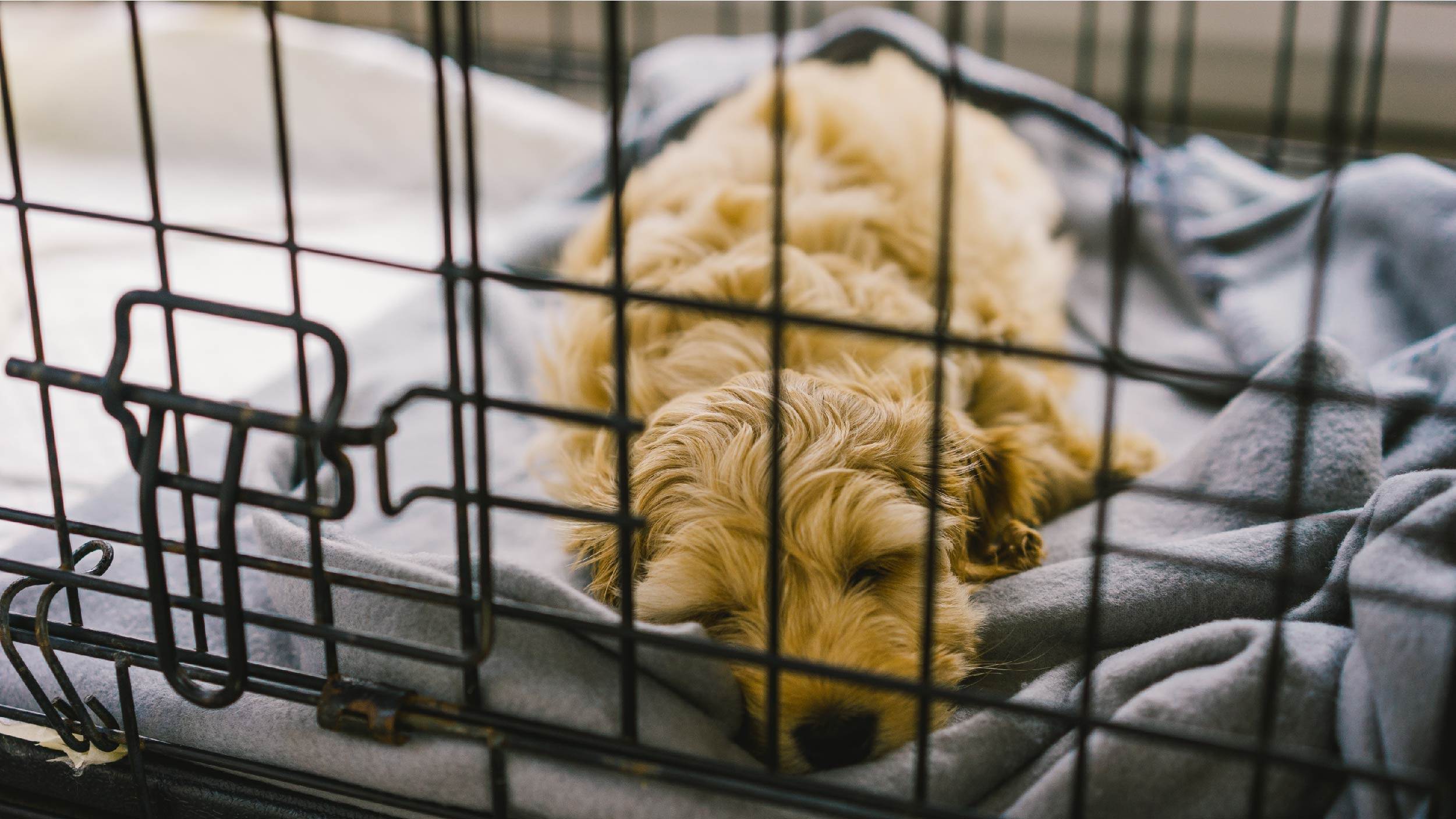 Dog dislikes being crate