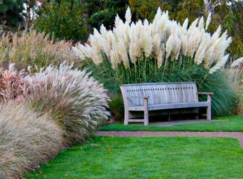 pampas grass for sale