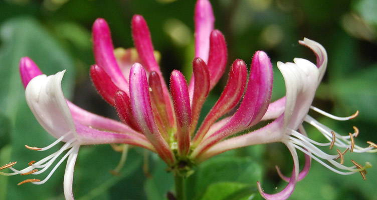 Lonicera (honeysuckle)