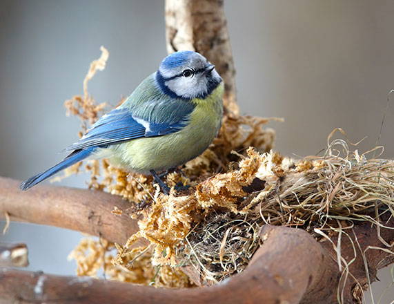 Blue tit on nest