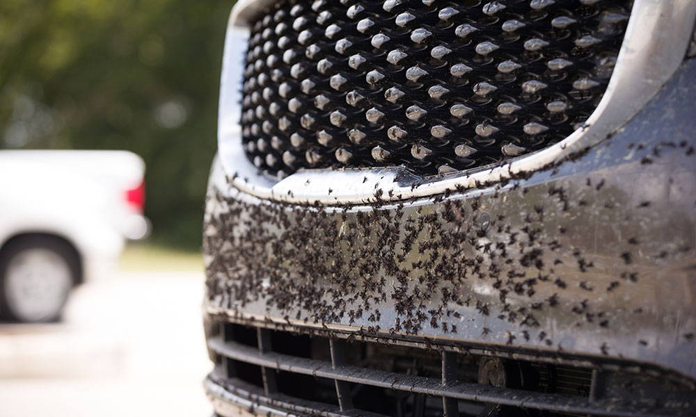 Tips for Removing Debris From Your Car's Paint