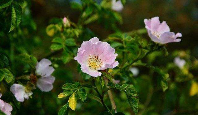 Dog rose