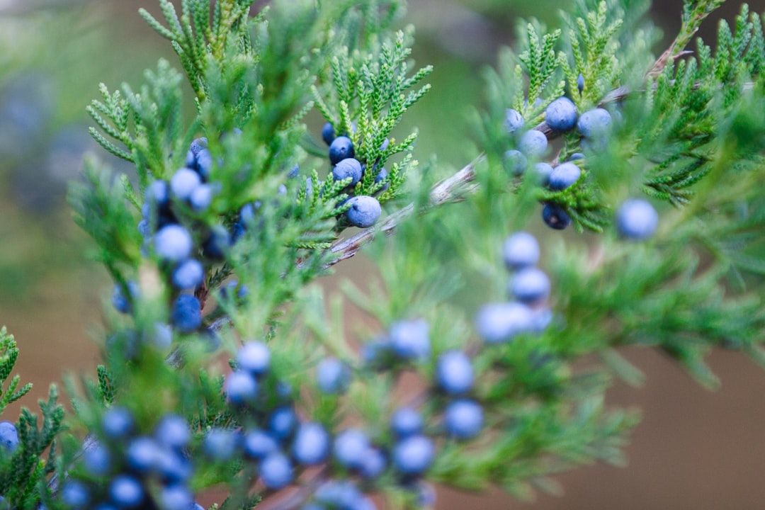 a close up of a tree with berries on it