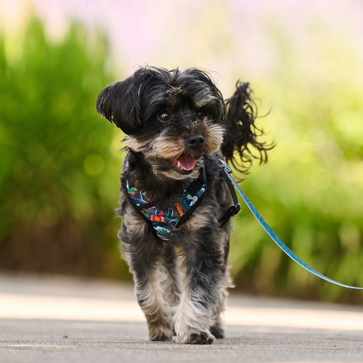 A small dog walks happily on a leash in a park.