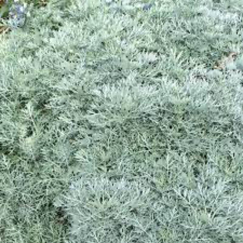 Artemisa, a silvery-gray herb. 
