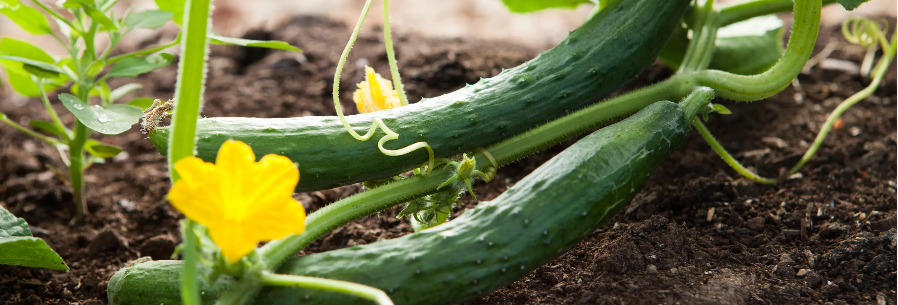 lavori in orto maggio, cura orto maggio, preparare orto maggio, lavori di giardinaggio