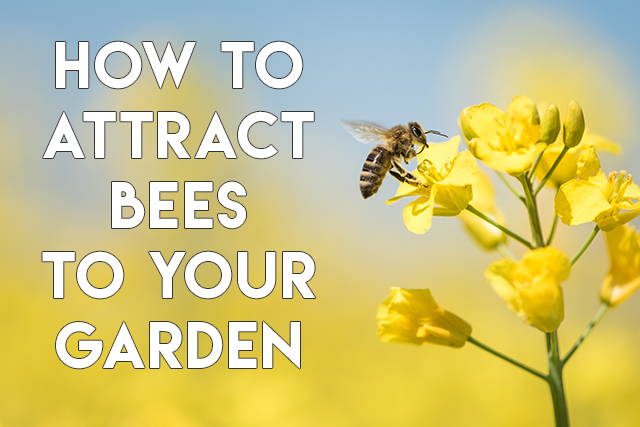How to attract bees