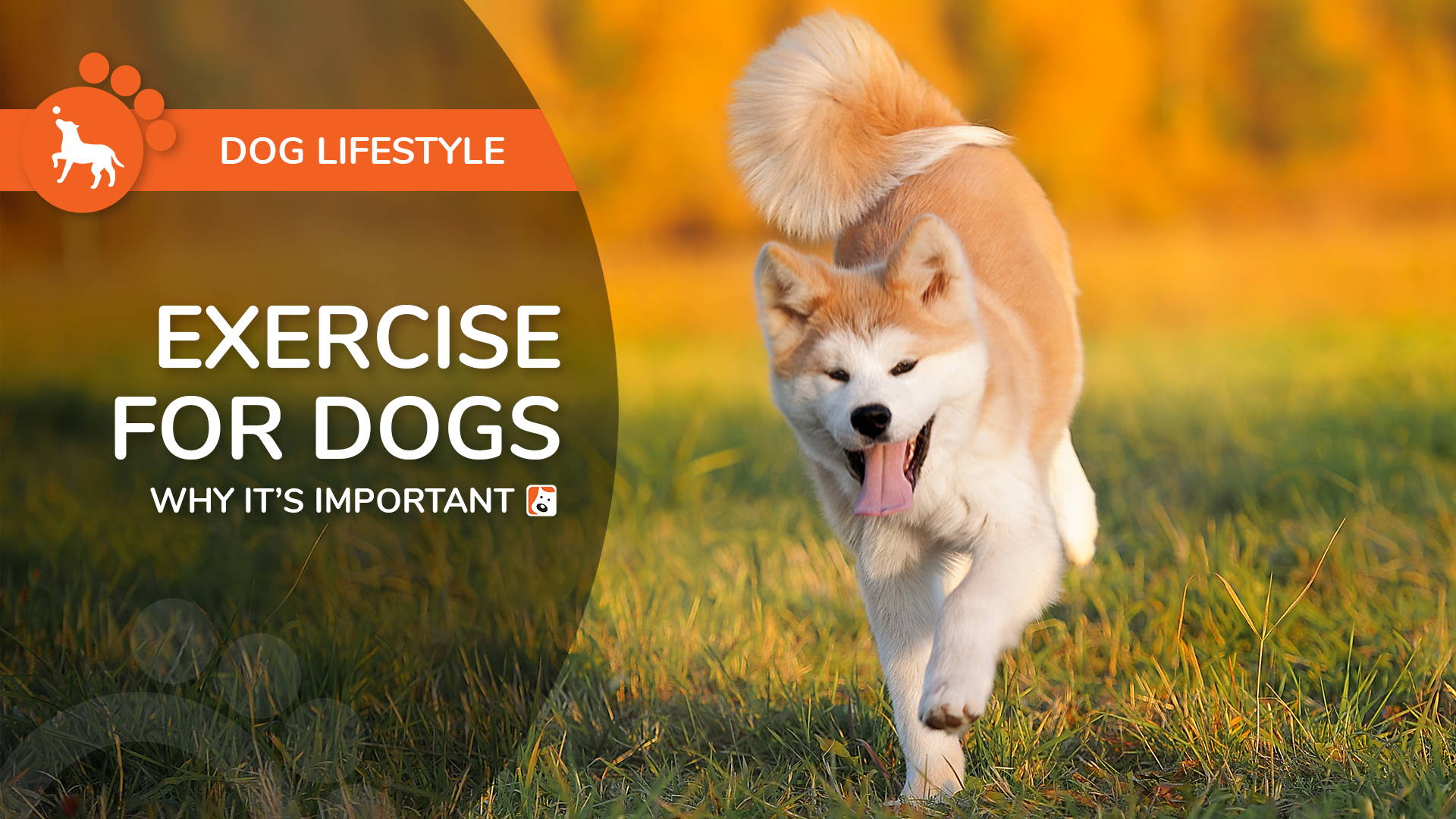 Exercise For Dogs