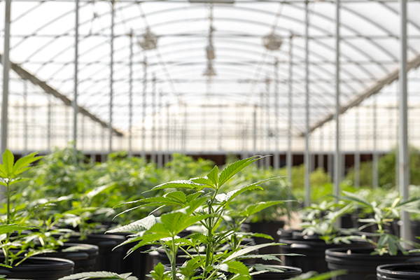 nursery full of hemp 