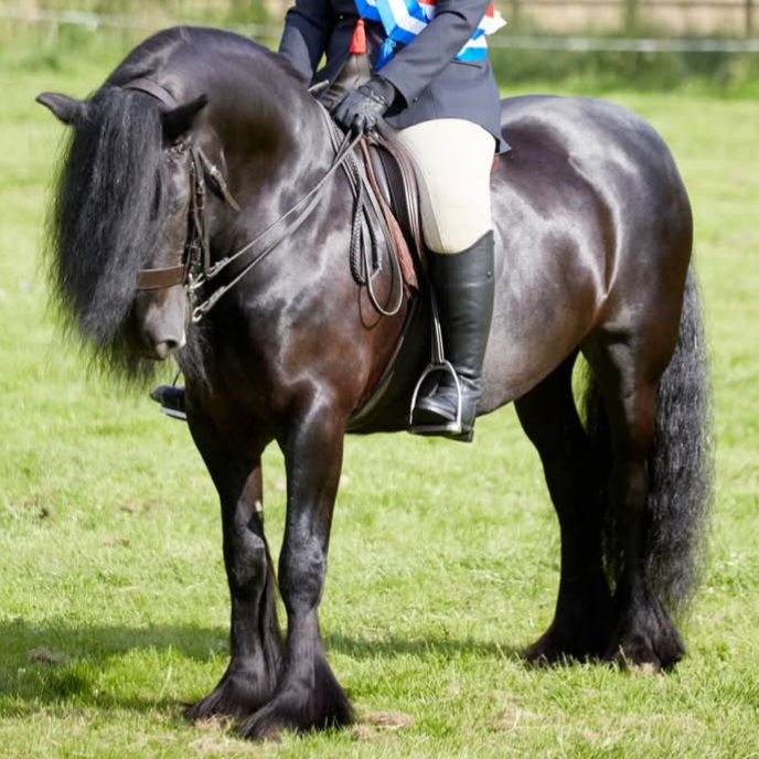 A rider on a majestic black horse in a grassy field.