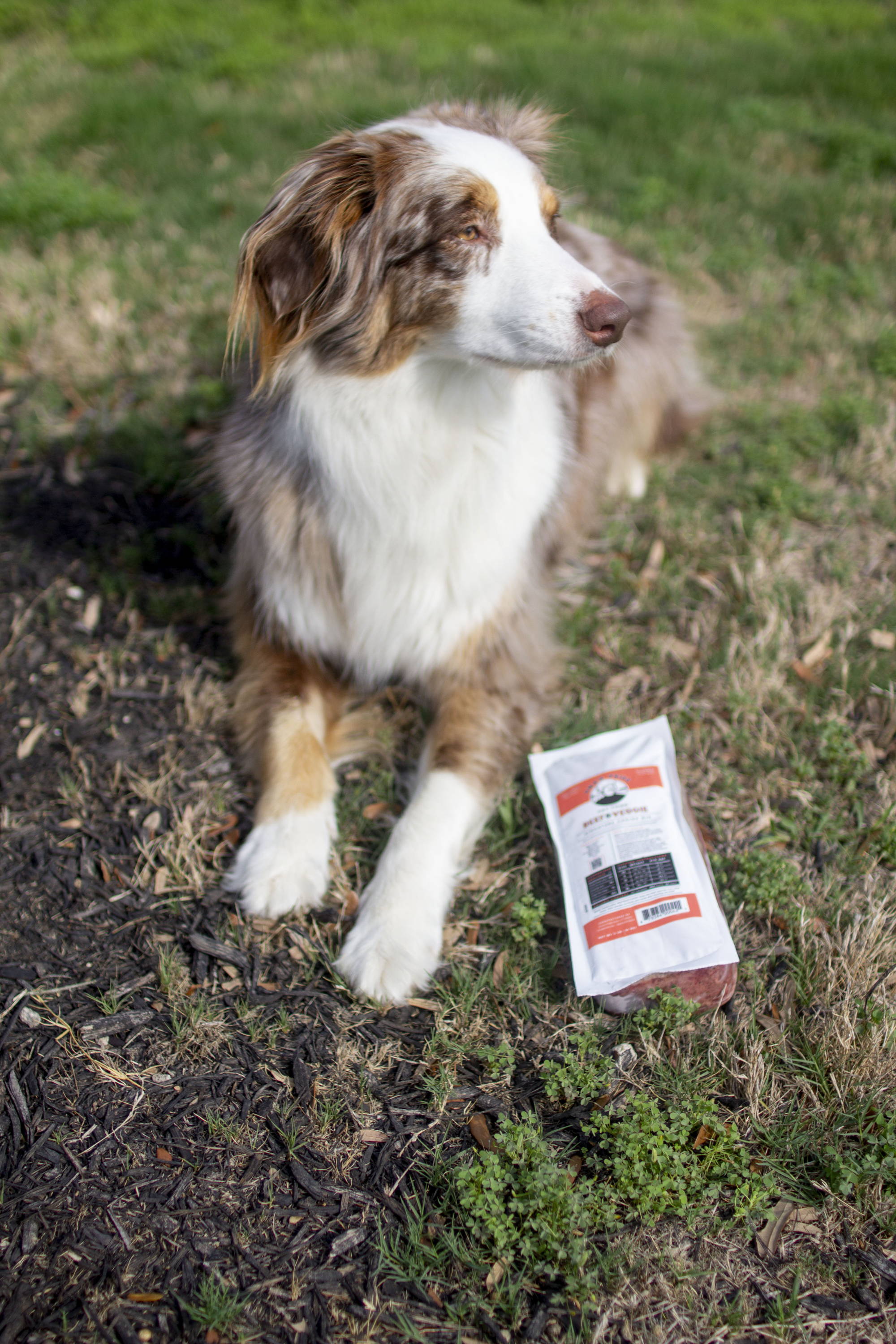 Australian Shepherd laying in grass next to Oma's Pride Beef and Veggie package.