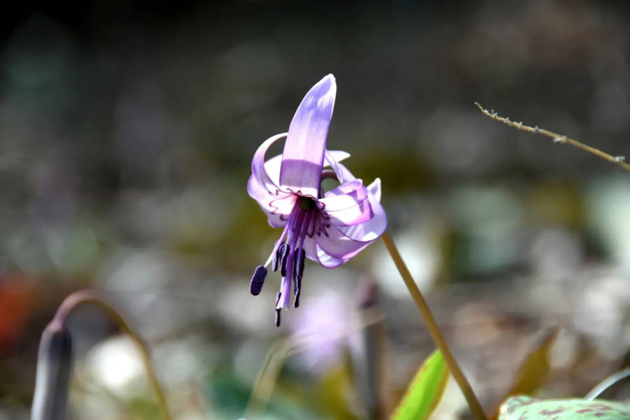 Erythronium