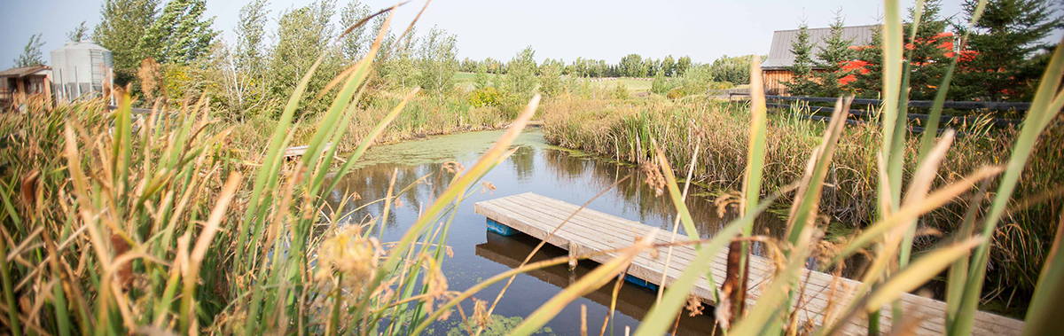 permaculture property with pond and grasses in the forground