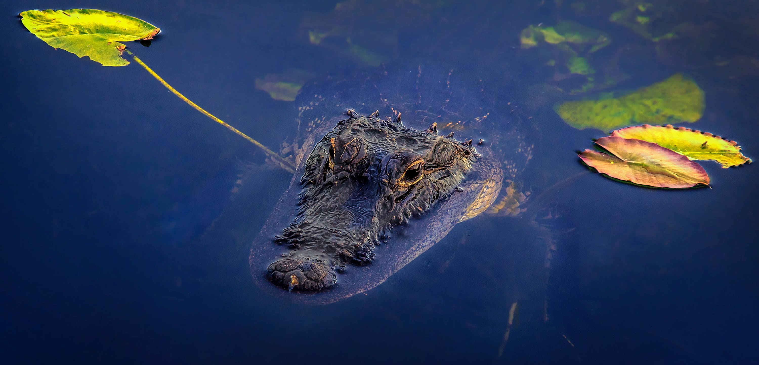 Up close shot of an alligator. 
