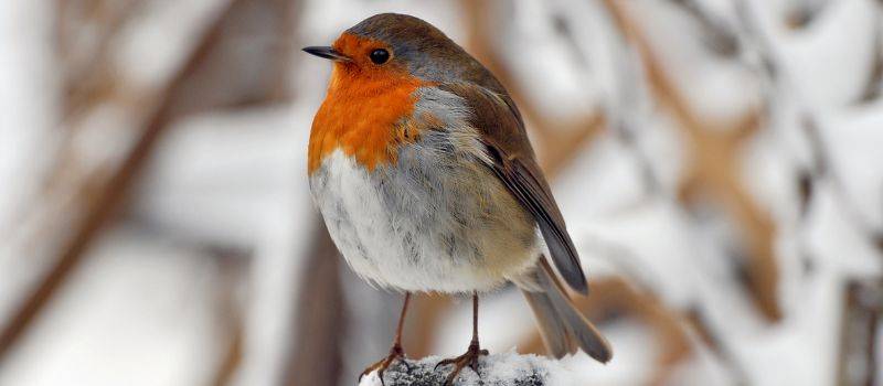 Robin on tree branch