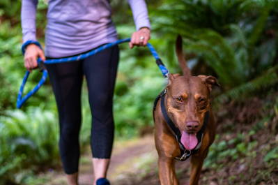 5 Ways You Can Make Your Dog Walks The Best They Can Be - Team K9
