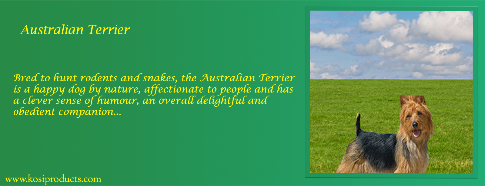 Australian Terrier Terrier Dog Profile, Comfort & Health -Koispet