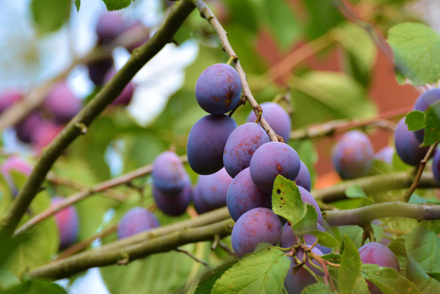 plum tree