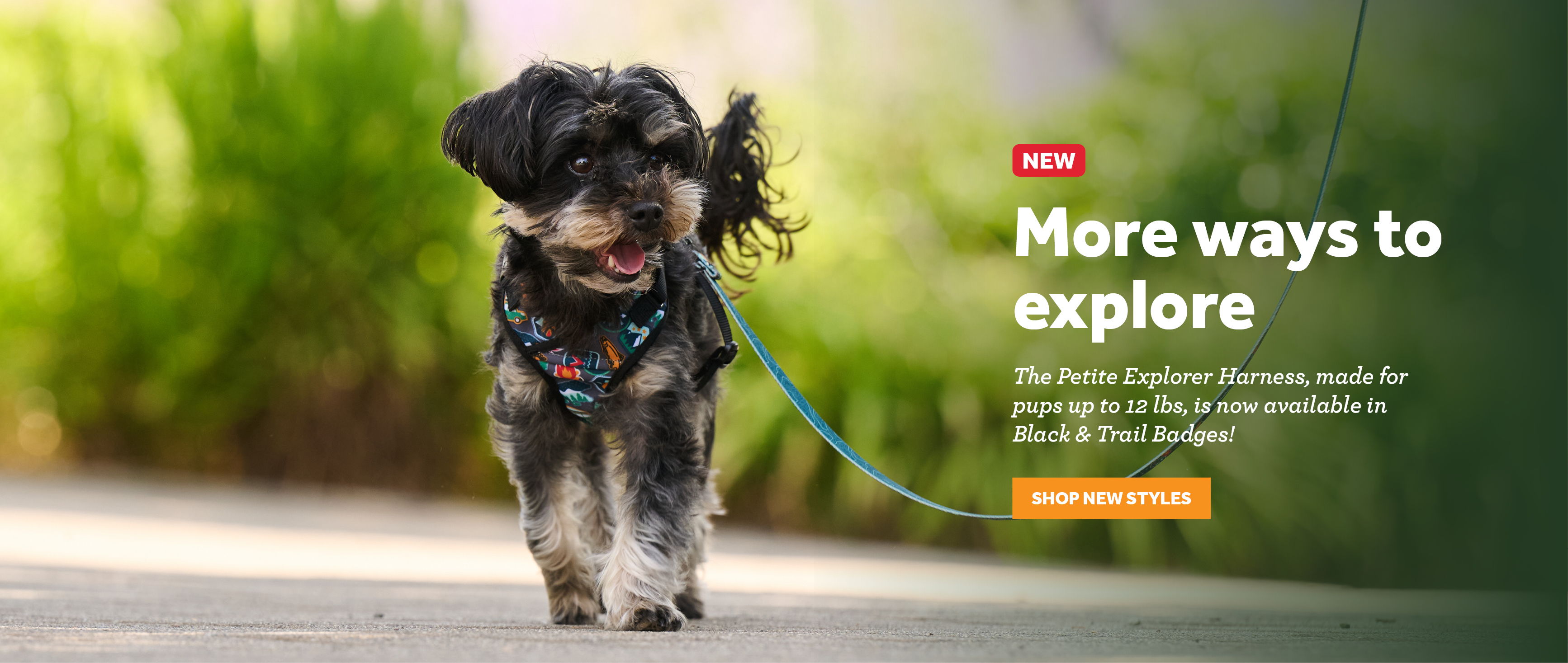 A dog on a leash walking outdoors with greenery in the background.