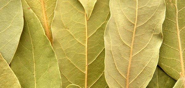 layers of dried bay leaf in a pattern showing off green and yellow colors