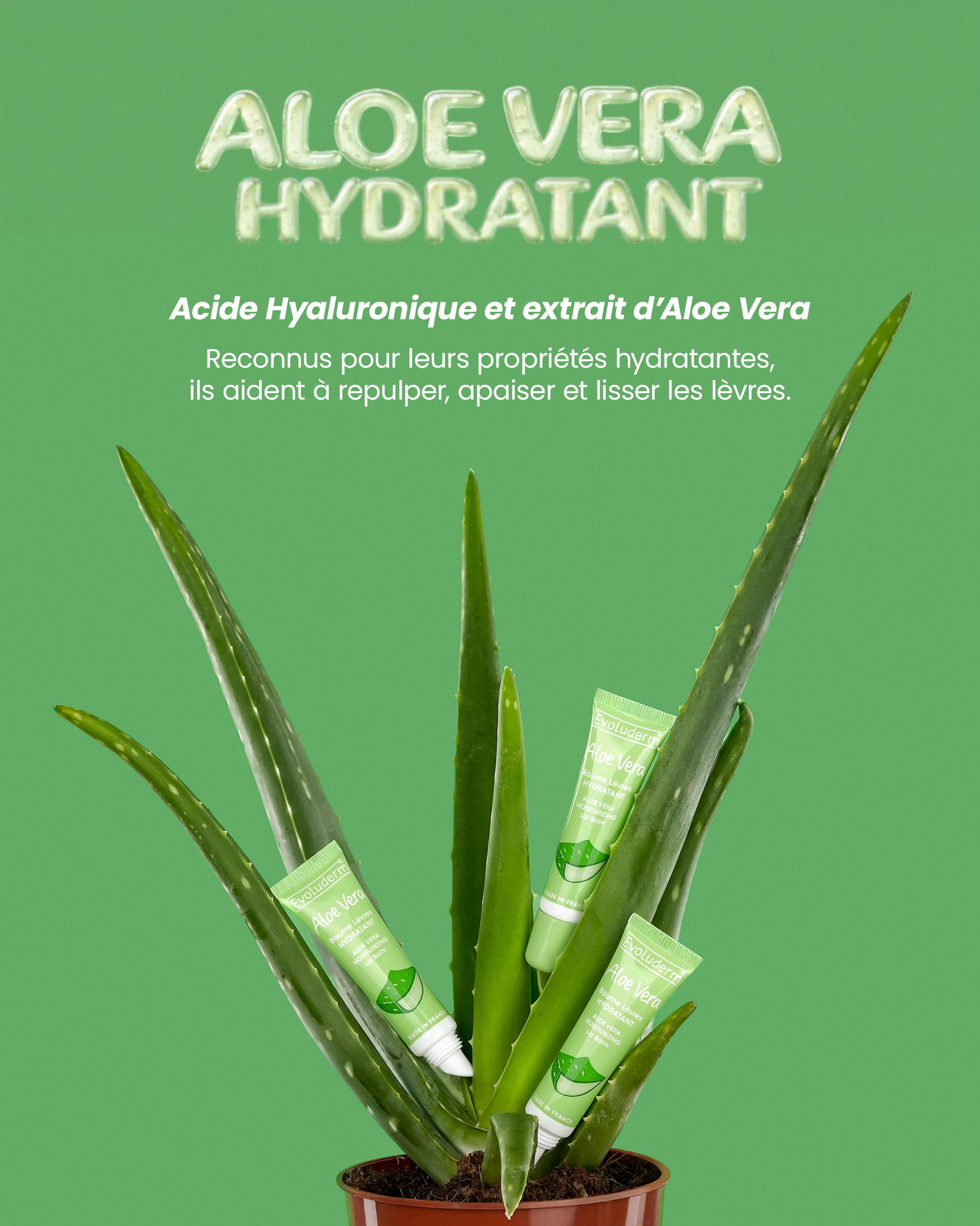 Aloe vera plant with hydration product packaging and green background.