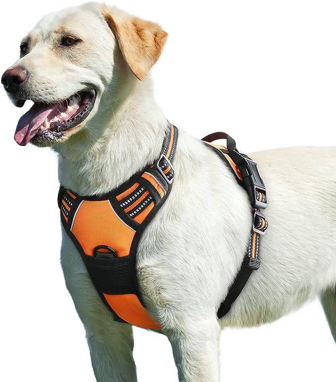 The 10 Best Hands-Free Dog Leashes (+5 Harnesses) for Running in 2023 ...
