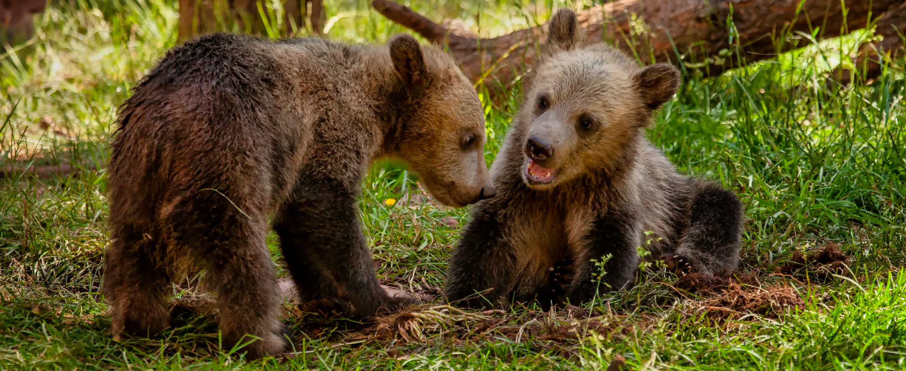 Grizzly Bear Gifts