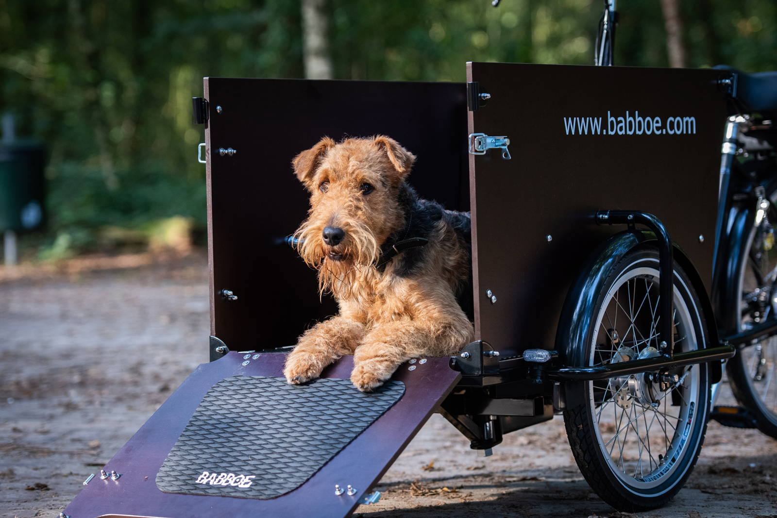 An Airedale Terrier lies down in the front of a Babboe Dog cargo bike with the ramp down.