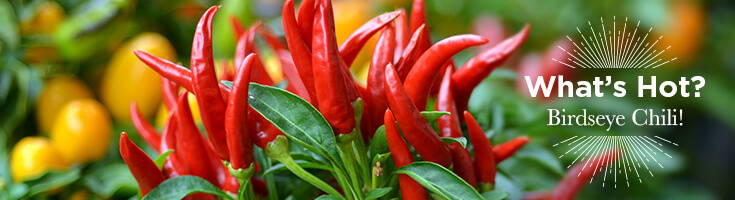 High Quality Organics Express birdseye chili on plant